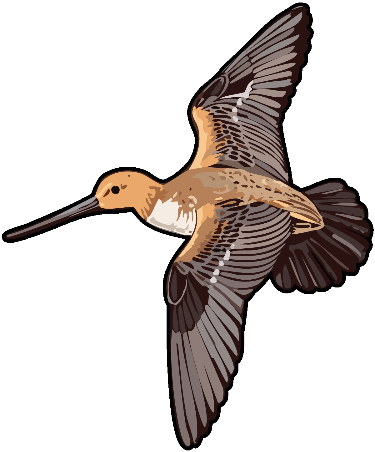 Bar Tailed Godwit