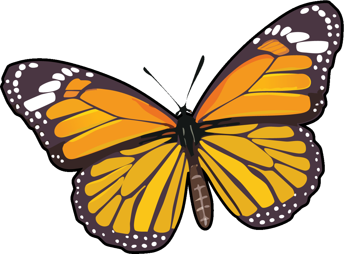 Monarch Butterfly