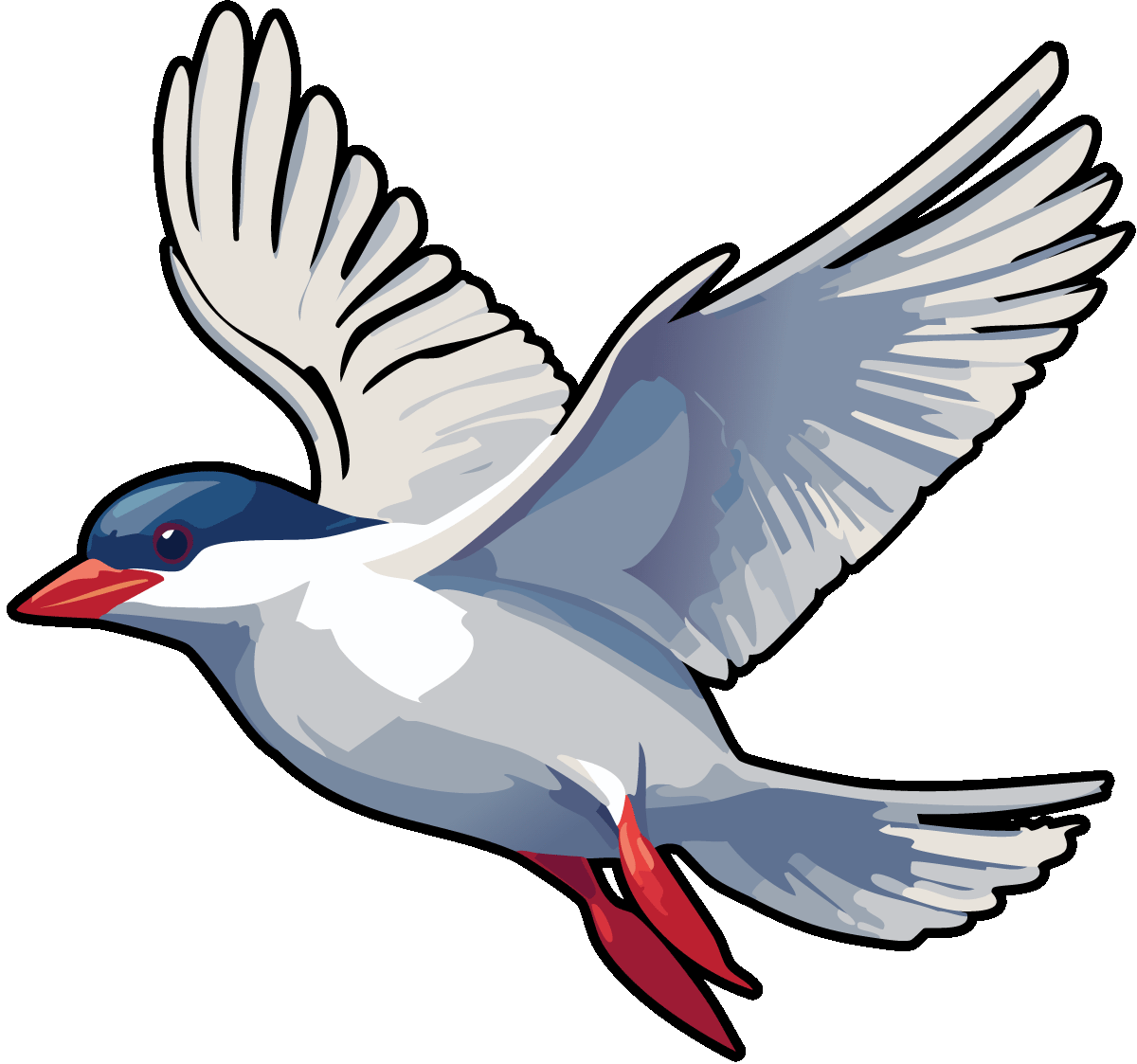 Arctic Tern